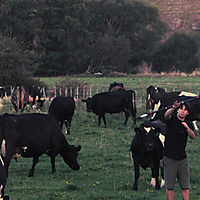 Spinning With The Cows