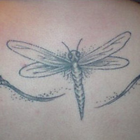 dragonfly & lilies