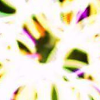 My somewhat awsome almost 8 petal flower.. &lt;3