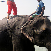 Dances with Elephants