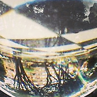 my life,my world,my game