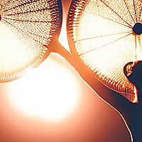 Citrus fans - Theater of Lights