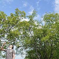 Flowers in the trees